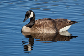 Canada Goose (Branta canadensis)