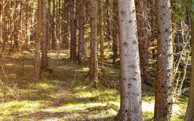Obraz premium Shallow depth of field photo - only front tree trunks in focus, forest on warm spring day, sun shines from side