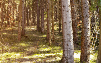 Shallow depth of field photo - only front tree trunks in focus, forest on warm spring day, sun shines from side