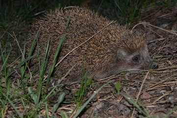 hedgehog in the forest at night © oljasimovic