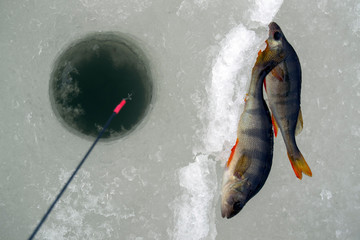 Winter fishing, two perch caught on a winter bait lie on the ice, near the drilled hole.
