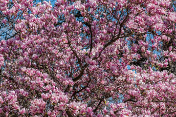 Fototapeta premium Pink magnolia flowers