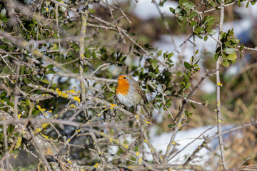 Robin redbreast (Erithacus rubecula) sitting on a branch in the winter forest