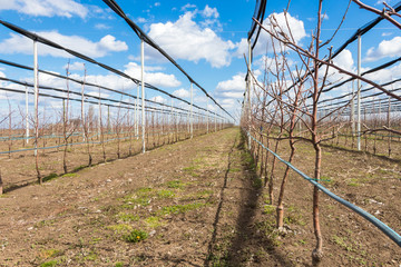 Apple orchard in early spring