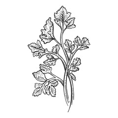 Cilantro Coriander parsley green herb spice sketch engraving vector illustration. Scratch board style imitation. Hand drawn image.
