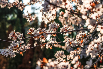 Sloes tree in early spring germany bavaria