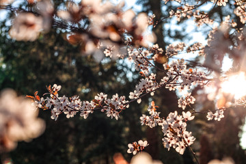 Sloes tree in early spring germany bavaria