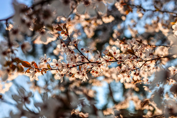 Sloes tree in early spring germany bavaria