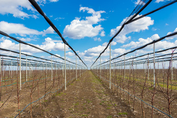 Apple orchard in early spring near Novi Sad, Serbia