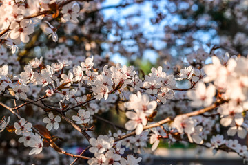 Sloes tree in early spring germany bavaria