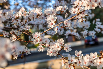 Sloes tree in early spring germany bavaria