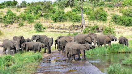 big elephant group drinking from bridge over river Tsendze,Kruger national park