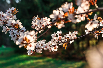 Sloes tree in early spring germany bavaria