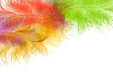 Close-up decorative bird feather on white background. Soft focus.