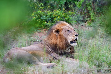 African lion in Orpen region of Kruger national park in South Africa