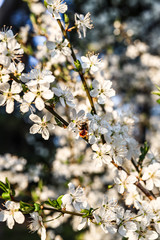 Sloes tree in early spring germany bavaria
