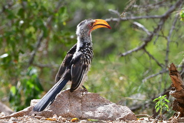 yellow billed hornbill in Kruger national park