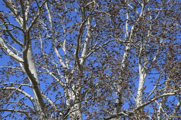 Earrings flowering silver poplar. Flowering poplar