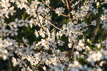 Sloes tree in early spring germany bavaria