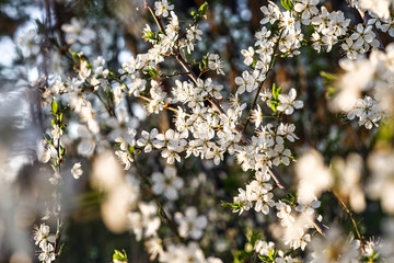 Sloes tree in early spring germany bavaria