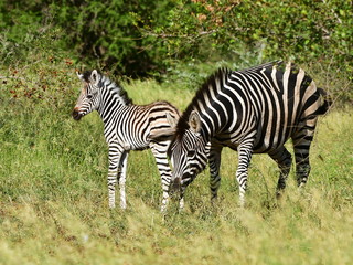 Fototapeta na wymiar cute young zebra with its mum, Kruger national park