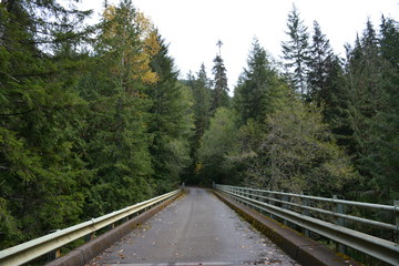 Fototapeta premium Bridge in the forest