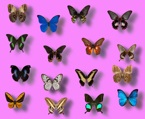 collection of different butterflies on a pink background