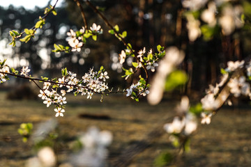 Sloes tree in early spring germany bavaria