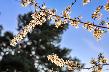 Sloes tree in early spring germany bavaria