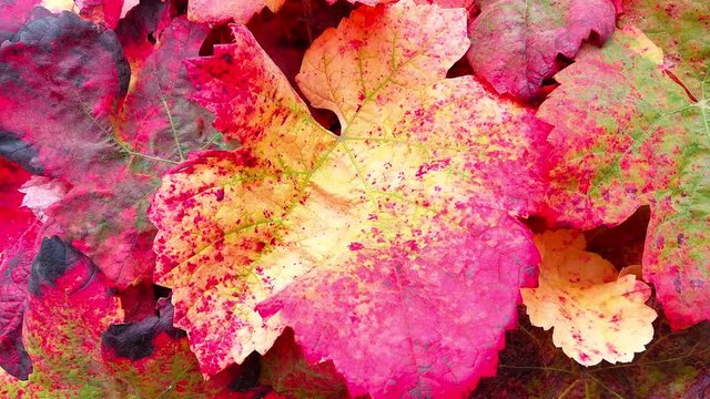  Panor&aacute;mica en detalle y en ambos sentidos de hojas de parra con colores oto&ntilde;ales 