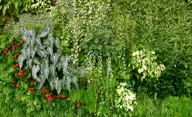 Fototapety  Ściana z roślinami tropikalnymi. Natura zielone tło.