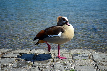 Graugans im Seepark in Freiburg