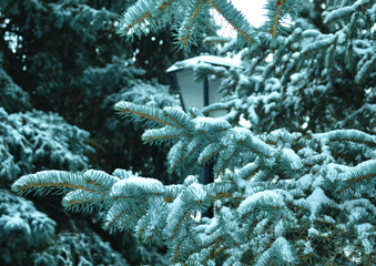 Fir branches in winter