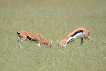 Fight impala in Massai Mara