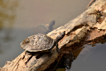 Assam Roofed Turtle also known as Sylhet Roofed Turtle bask in the sun