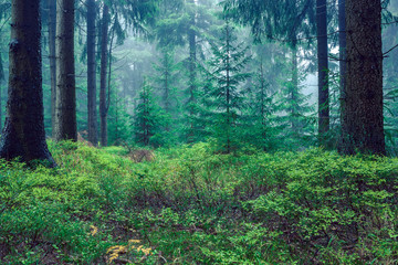 evergreen forest