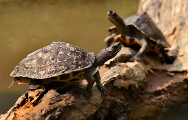 Assam Roofed Turtle also known as Sylhet Roofed Turtle bask in the sun