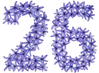 Numeral 26, twenty six, from natural flowers of hyacinth, isolated on white background