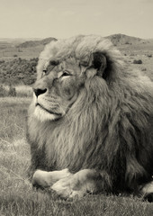Amazing vintage photo of a beautiful African lion in a National Park. Creative artwork. Wonderful image of African wildlife. Sweet memories of travel to Africa and African safari. Post card. Retro