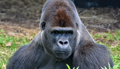 Obraz premium Portrait of a dominant male gorilla. Big adult ape sits in a grass and looks in a distance. African wildlife. Silverback gorilla.