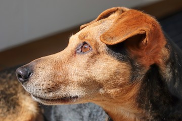 brauner Hund mit Hundeblick
