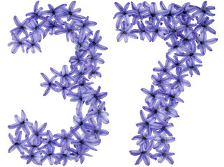 Numeral 37, thirty seven, from natural flowers of hyacinth, isolated on white background