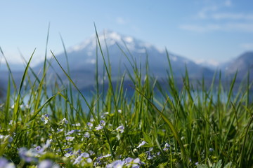 Fototapeta premium Blumenwiese vor dem Thunersee