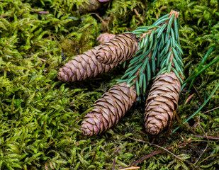 Closeup pine cones fallen on green moss in Alaska.
