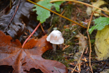 mushroom in the forest