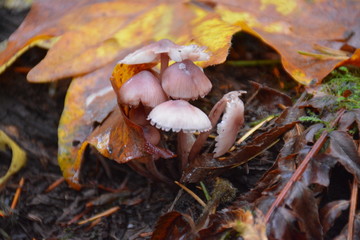 mushroom in the forest