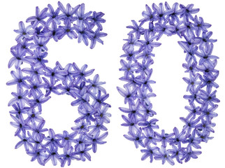 Numeral 60, sixty, six, from natural flowers of hyacinth, isolated on white background