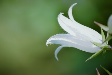 White flower