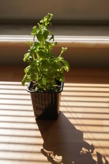 green plant in a pot