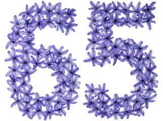 Numeral 65, sixty five, from natural flowers of hyacinth, isolated on white background